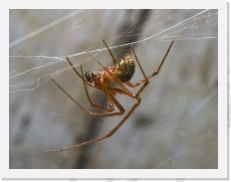 IMG02259 * Fairly clear shot of the male's pedipalps. While used as hands,
the male also uses them for mating. * 1556 x 1187 * (1.12MB)