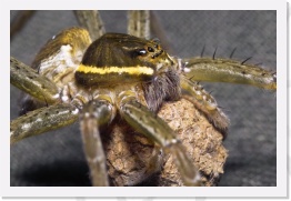 IMG04084 * 2268 x 1512 * (652KB)