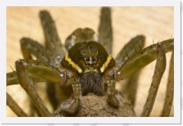 IMG04126 * 2268 x 1512 * (458KB)