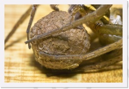 IMG04133 * Closeup shot of the egg sac * 2268 x 1512 * (578KB)