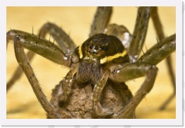 IMG04136 * 2268 x 1512 * (462KB)