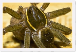 fishing.spider.IMG04128 * 2268 x 1512 * (555KB)