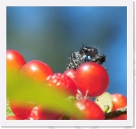 IMG04035 * 775 x 727 * (327KB)