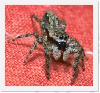 IMG04217 * This little guy was found under some bark at a park near Lake Nasworthy, where my son and I like to fish. We normally don't catch much fish, but we do find lots of spiders. * 1497 x 1383 * (1.34MB)