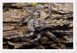IMG06307 * This jumping spider blended in very well with its environment. I lost it several times and had to take time to reaquire it. Beautiful arachnid. * 2268 x 1512 * (677KB)