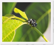 IMG07248 * 1882 x 1512 * (1.18MB)