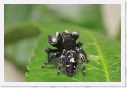 IMG07253 * 2268 x 1512 * (415KB)