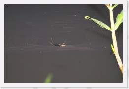 IMG07187 * 2268 x 1512 * (511KB)