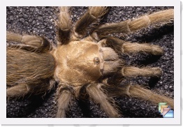 Tarantula * Tarantula * (18 Slides)