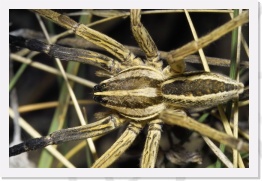 IMG08621 * 2268 x 1512 * (692KB)