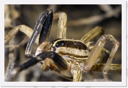 IMG08623 * 2268 x 1512 * (562KB)